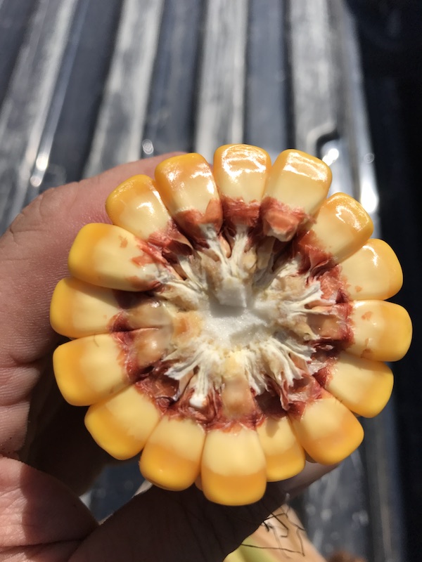 Corn from Seed 2883